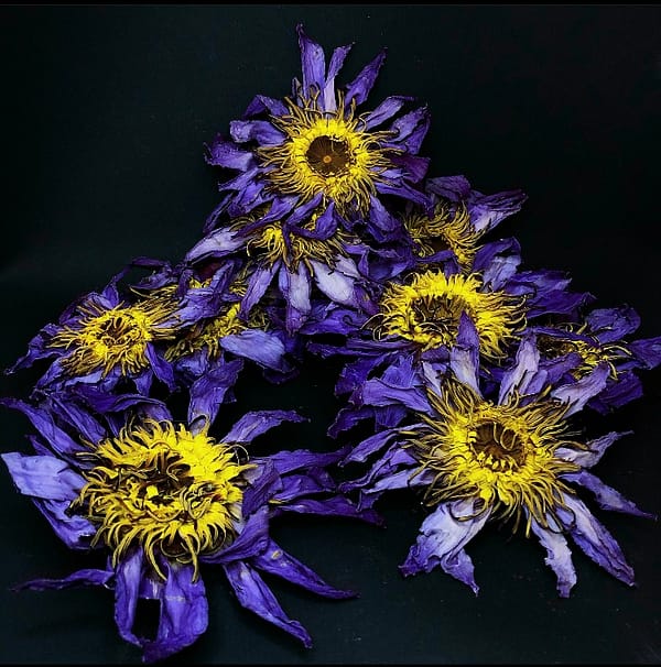 Fleurs de Lotus bleu